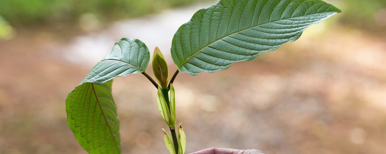 kratom strains for anxiety