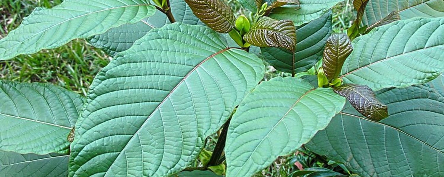 kratom powder