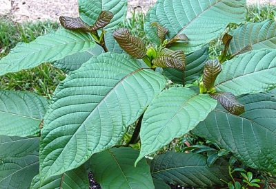 kratom powder